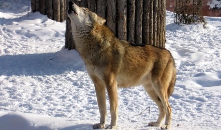146 волков добыли в Архангельской области за охотничий сезон