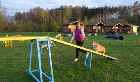 В Архангельске обустроят площадку для дрессировки собак