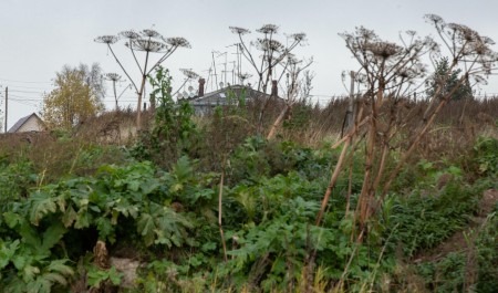 В Красноборском округе борщевик будут уничтожать гербицидами