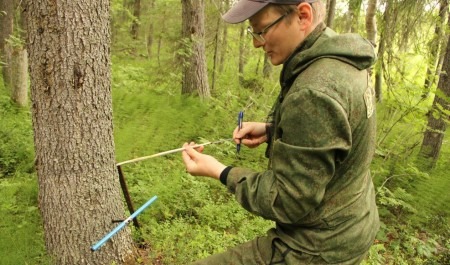 К концу 2024 года актуальность лесоустройства в Архангельской области достигнет 93 процентов