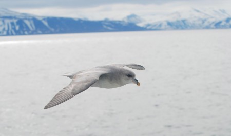 В 2024 году арктические птицы хуже размножались из-за холода