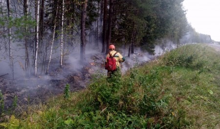 В Шенкурском лесничестве продолжается тушение лесного пожара