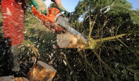 Условно осужденный из Поморья продолжал беззаконно пилить лес