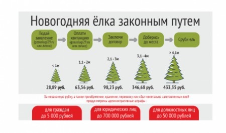 Лесничества Архангельской области приступают к заключению договоров на заготовку новогодних елей