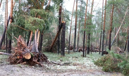 В лесах Поморья рубки ухода в текущем году планируется провести на площади 13500 гектаров