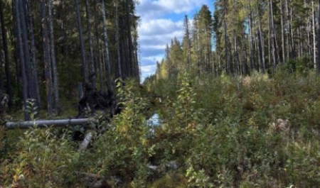 Под Архангельском нашли тело мужчины, пропавшего две недели назад