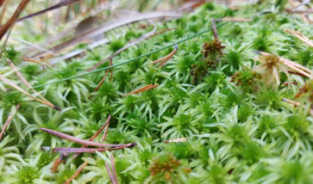 Проект препарата из мха «Сфагнум» получил поддержку конкурса «Умник»