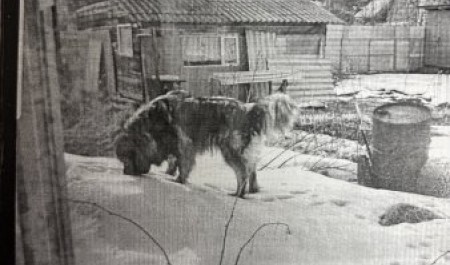 В Приморском округе собака облегчила кошелек своих хозяев на 60 тысяч В Приморском округе собака облегчила кошелек своих хозяев на 60 тысяч