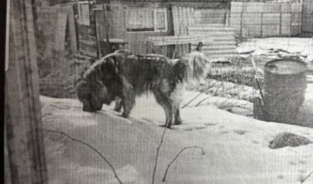 Прокуратура защитила пенсионерку, на которую напала собака в СНТ под Архангельском Прокуратура защитила пенсионерку, на которую напала собака в СНТ под Архангельском