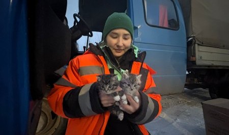 В Архангельске при промывке коллектора спасли котят