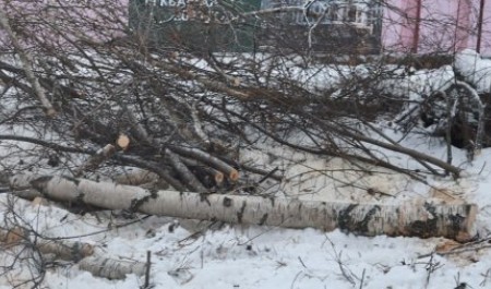 Слишком много зелени? В Архангельске уничтожили берёзовую аллею