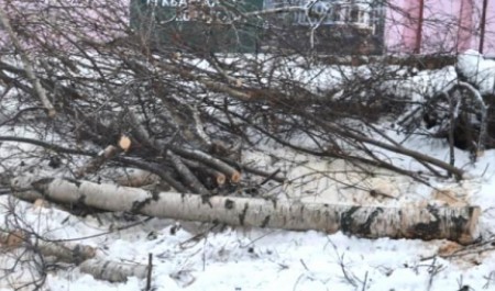 Жители подняли тревогу после вырубки берез у жилой стройки в центре Архангельска