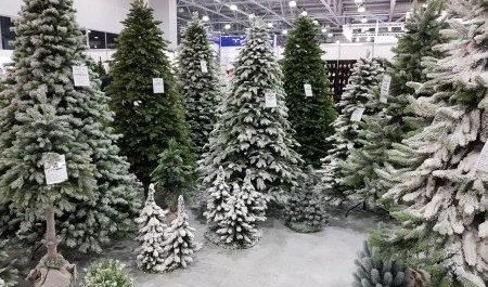 Покупка новогодней елки в Интернете обернулась для архангелогородки обманом Покупка новогодней елки в Интернете обернулась для архангелогородки обманом