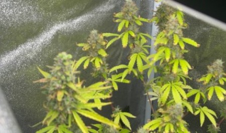 Полиция Архангельска раскрутила цепочку сбыта наркотиков Полиция Архангельска раскрутила цепочку сбыта наркотиков