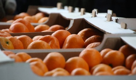 Республика Абхазия передала 80 тонн цитрусовых в новые регионы России Республика Абхазия передала 80 тонн цитрусовых в новые регионы России