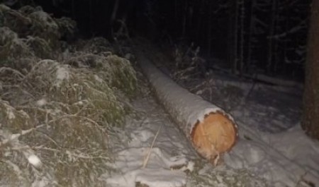 В Устьянах местный житель погиб под срубленным деревом