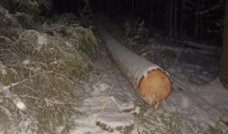 В Архангельской области при валке леса погиб человек: возбуждено уголовное дело