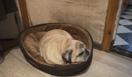 Архангелогородка пожаловалась президенту на холод в квартире