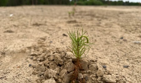 В 2025 году работы по лесовосстановлению в Архангельской области выполнены на 105 процентов