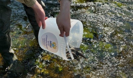 Более 312 тысяч молоди лососевых видов рыб выпущено в реки Архангельской области в 2025 году