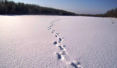 В Архангельской области с 15 января начинается зимний маршрутный учет охотничьих ресурсов