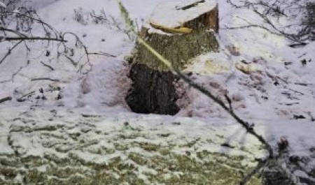 В Северодвинске спиленное дерево отомстило человеку