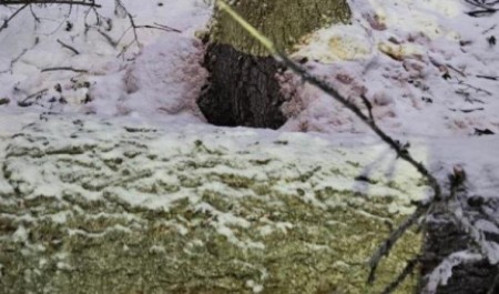 Мужчину насмерть придавило деревом в лесополосе у северодвинского шоссе