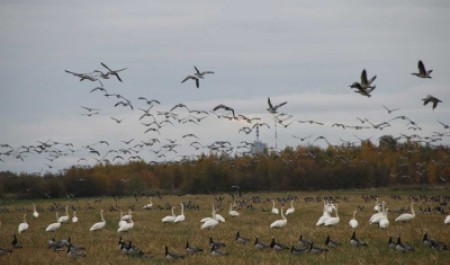 САФУ и Роспотребнадзор заключили соглашение о научно-исследовательском сотрудничестве
