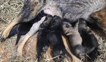 УФСИН Архангельской области прирастает щенками овчарки