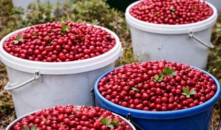 Преподавателя будут судить за «брусничные» взятки на юге Архангельской области