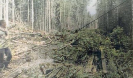 В Архангельской области «случайная» вырубка леса на полмиллиона дошла до суда