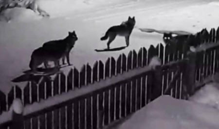 Архангелогородцы сообщили о появлении стаи крупных волков возле жилых домов