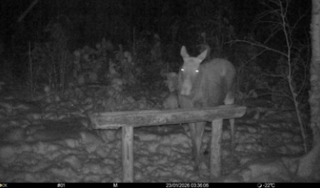 В Поморье мониторинг животного мира заповедных территорий ведется с помощью современного оборудования