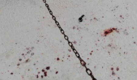 Волки подбираются к домам: в Архангельске сообщили о нападении на домашнего питомца