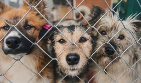 В Архангельской области прокуратура пожурила приют для животных