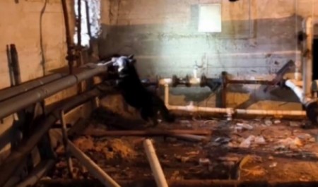 Спасатели эвакуировали шесть собак из подвала жилого дома в Архангельске