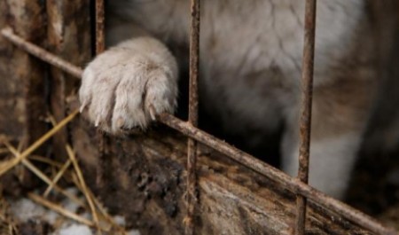 Прокуратура нагрянула в госприют под Архангельском после постов о гибели щенков