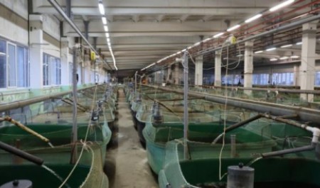 Рыбоводный сезон открыт: в реки Поморья выпустили 21 тысячу мальков лосося