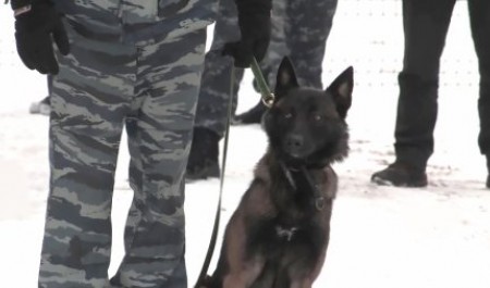 Однажды в Архангельске. С Юстасом не поворуешь Однажды в Архангельске. С Юстасом не поворуешь