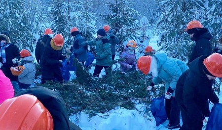 В Каргопольском округе юные лесоводы подключились к заготовке лесосеменного сырья