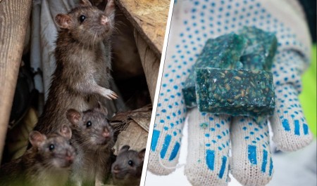 В центре Архангельска раскидают яд: коммунальщики продолжают бороться с нашествием крыс