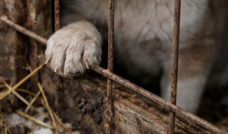 Теперь вирус: госприют под Архангельском ушел на карантин после вспышки инфекции