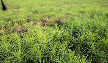 В Поморье назвали победителей регионального этапа всероссийского конкурса проектов юных лесоводов