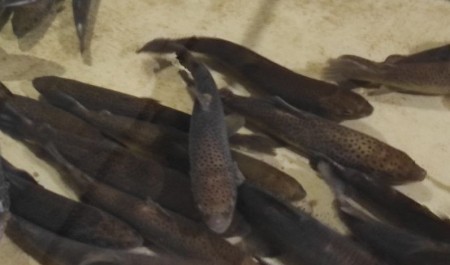 На Онежском рыбоводном заводе выпустили в реку очередную партию мальков кумжи На Онежском рыбоводном заводе выпустили в реку очередную партию мальков кумжи