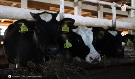 Сельхозпредприятие «Дружба» из Няндомского округа подтвердило статус племенного репродуктора