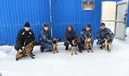 Архангельский питомник УФСИН передал пять щенков бельгийской овчарки для службы в Петербург