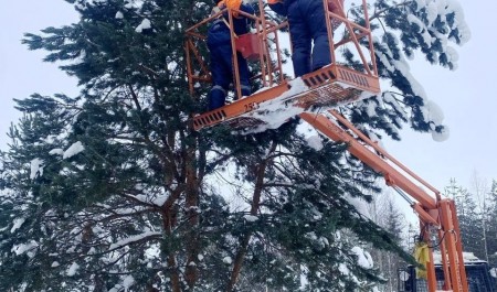 В Вельском питомнике заготовлен рекордный урожай семян для восстановления лесов Арктики