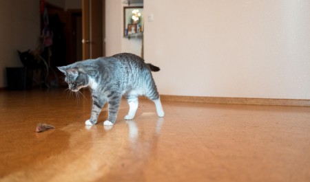 За неприятный запах из квартиры грозит крупный штраф — что нужно знать, чтобы не попасть на деньги