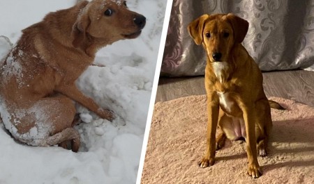 Замерзла так, что не могла встать: в Северодвинске бросили на холоде молодую собаку