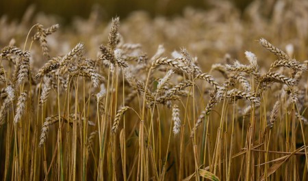 Иран останется без российского зерна, а наши аграрии — без денег? Кто больше всего пострадает из-за войны на Ближнем Востоке